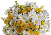 Hoa cúc - Bông hoa không thể thiếu trên bàn thờ ngày tết