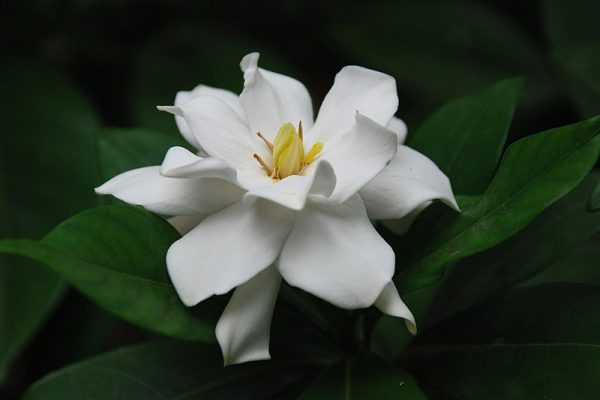 Màu trắng tinh khuyết của hoa dành dành