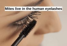 how-to-choose-the-right-pro-lash-supplies-for-your-business-1