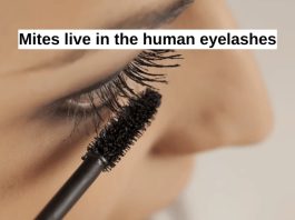 how-to-choose-the-right-pro-lash-supplies-for-your-business-1