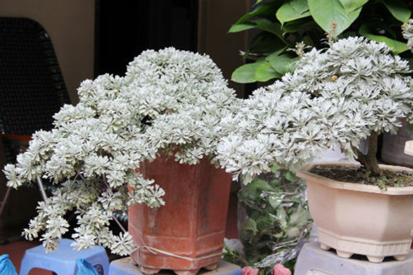 Hoa cúc mốc được trang trí trong nhà