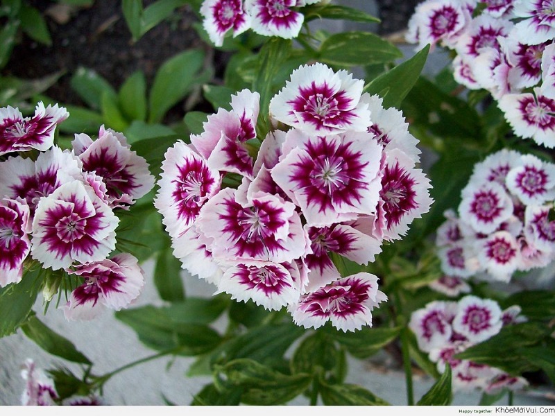 Cây hoa cẩm nhung – cách trồng và chăm sóc | Blog Cây Cảnh
